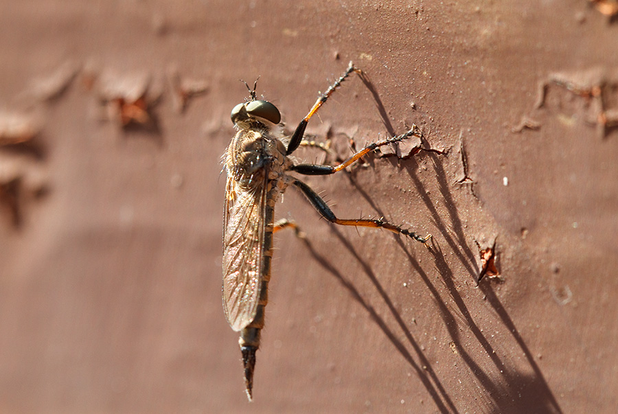 Asilidae sp. quale?